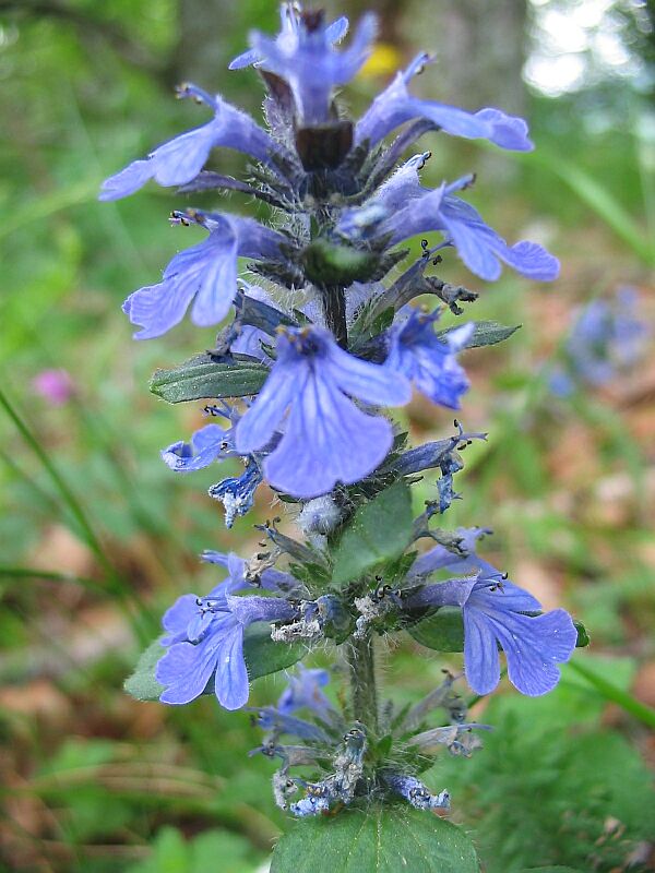 Ajuga genevensis / Iva ginevrina